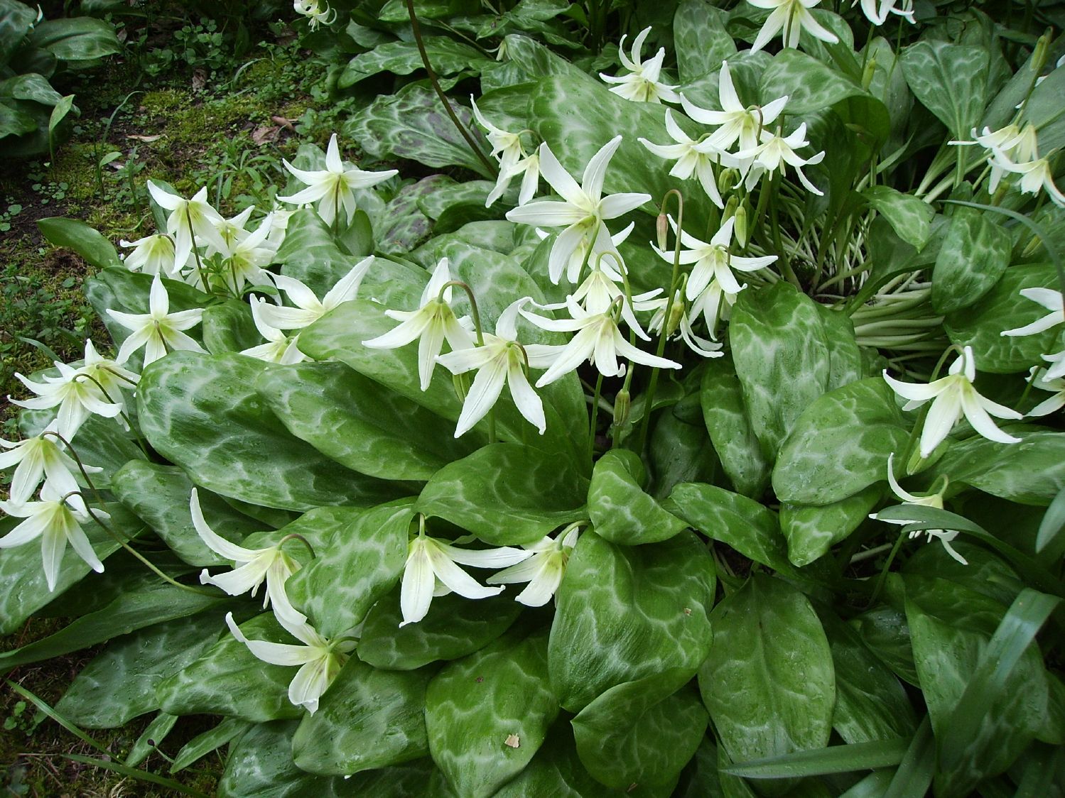 Erythronium revolutum 'White Beauty' Hundszahn