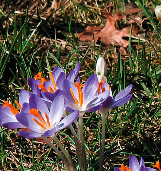 Crocus tommasinianus Elfen-Krokus