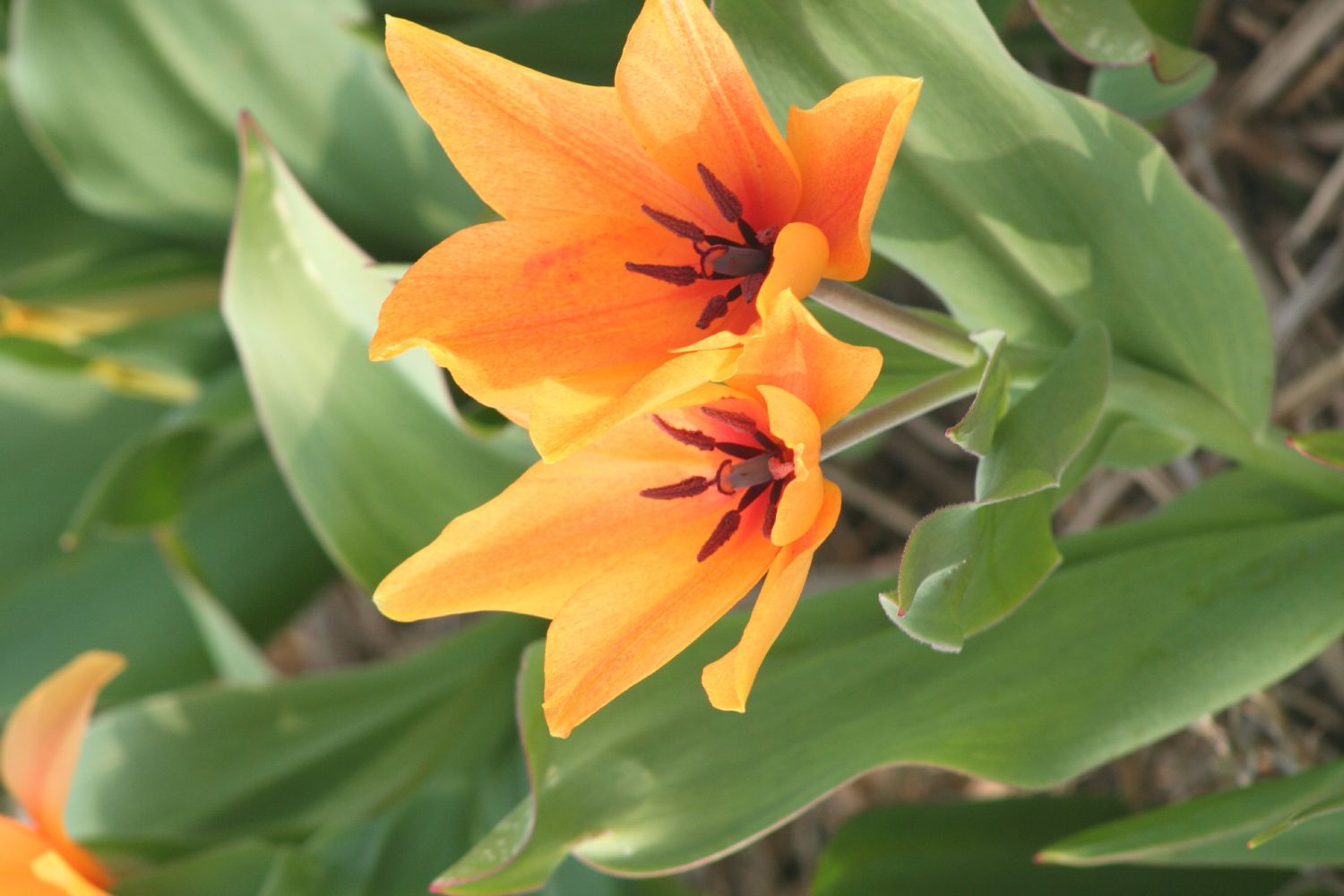 Tulipa praestans 'Shogun' Mehrblütige Tulpe