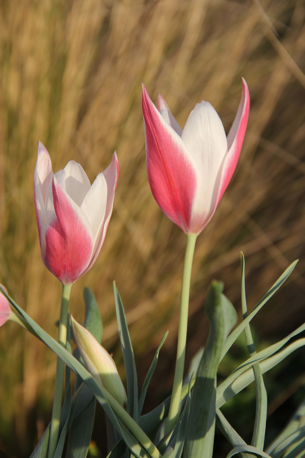Tulipa clusiana 'Peppermint Stick' Damen-Tulpe