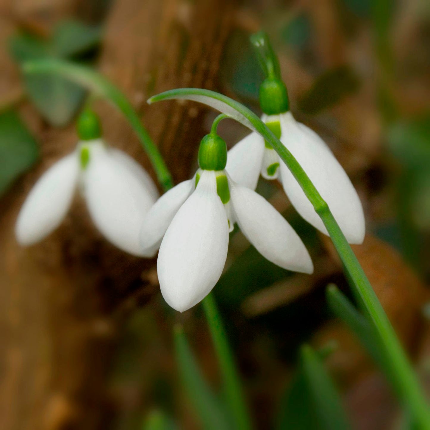 Galanthus elwesii Türkisches Schneeglöckchen