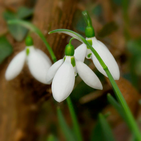 Galanthus elwesii Türkisches Schneeglöckchen