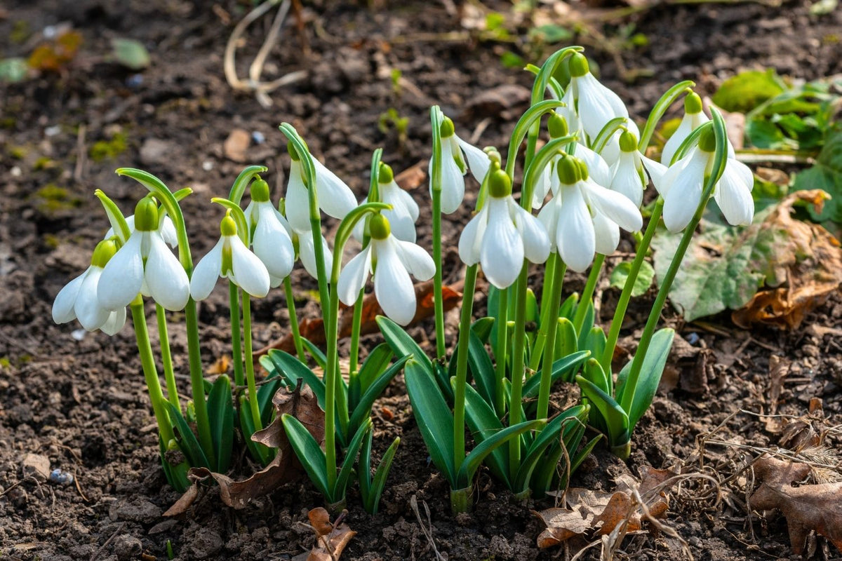 Galanthus elwesii Türkisches Schneeglöckchen