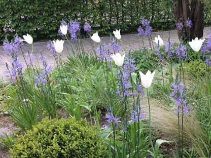 Tulipa 'White Triumphator' (Lilienblütige Tulpe)