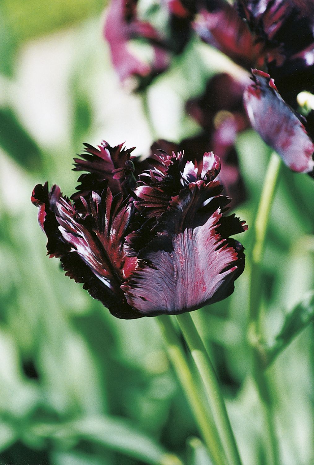Tulipa 'Black Parrot' Papageientulpe