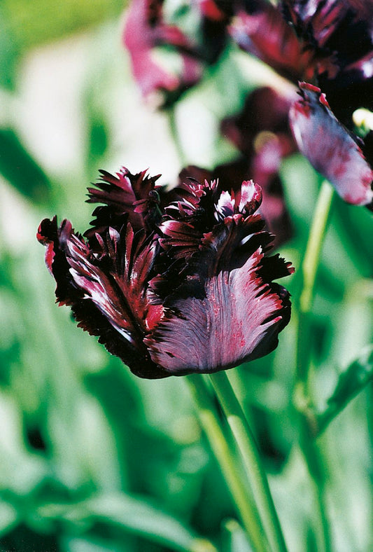 Tulipa 'Black Parrot' Papageientulpe