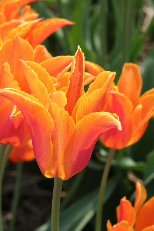 Tulipa 'Ballerina' Lilienblütige Tulpe 'Ballerina'