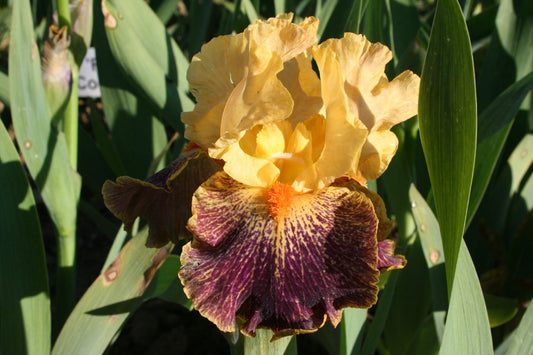 Iris Barbata-Media 'Delirium' Mittelhohe Bartschwertlilie