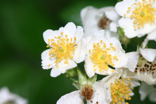 Rose multiflora Wildrose | Büschel-Rose