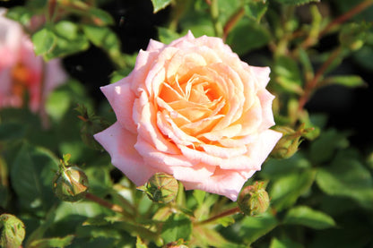 Rose 'Peach Clementine' ® Zwergrose | Patiorose