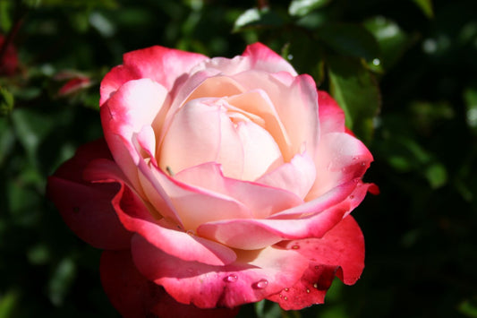 Rose 'Nostalgie' Edelrose