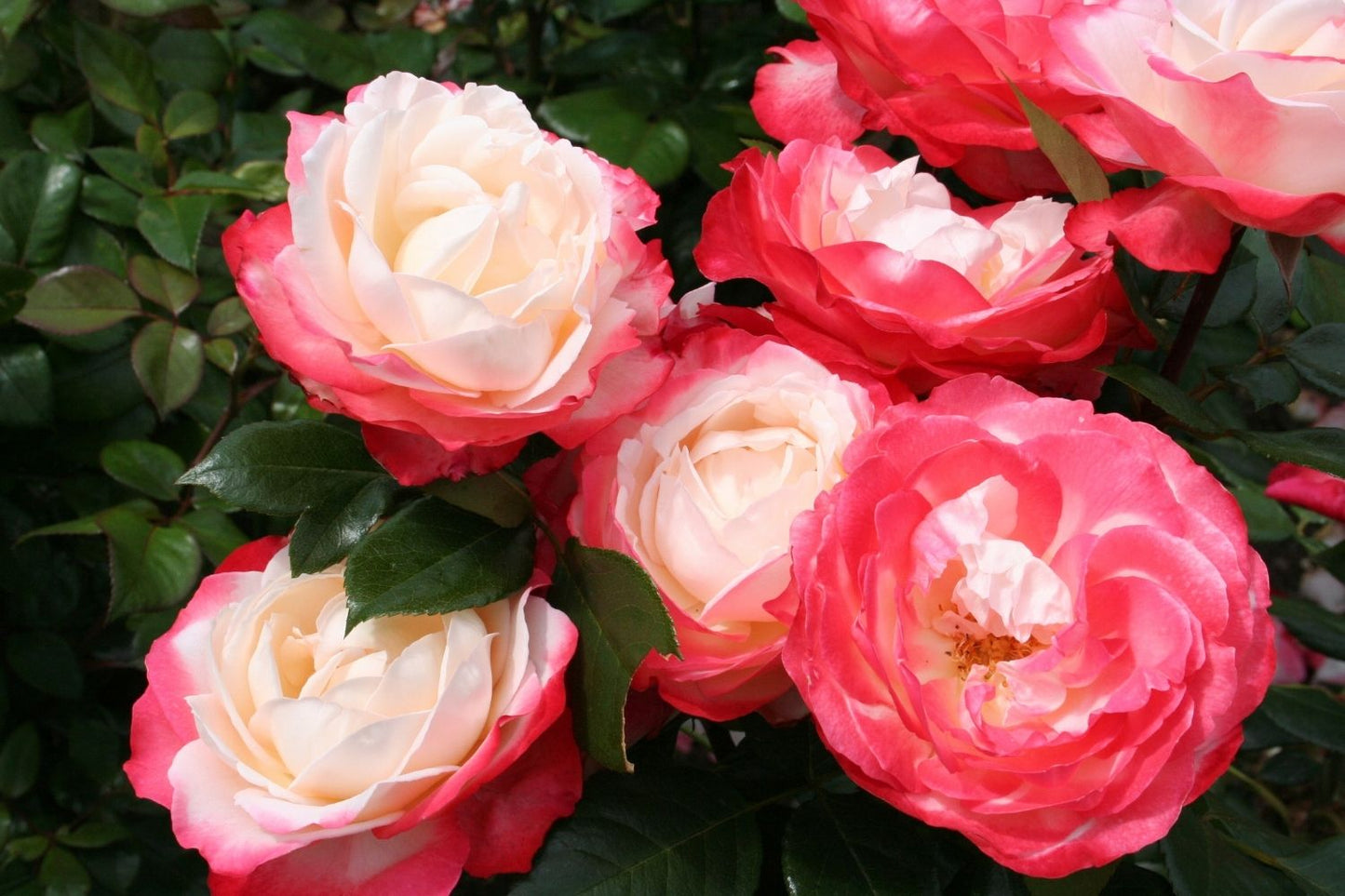 Rose 'Nostalgie' (Edelrose)