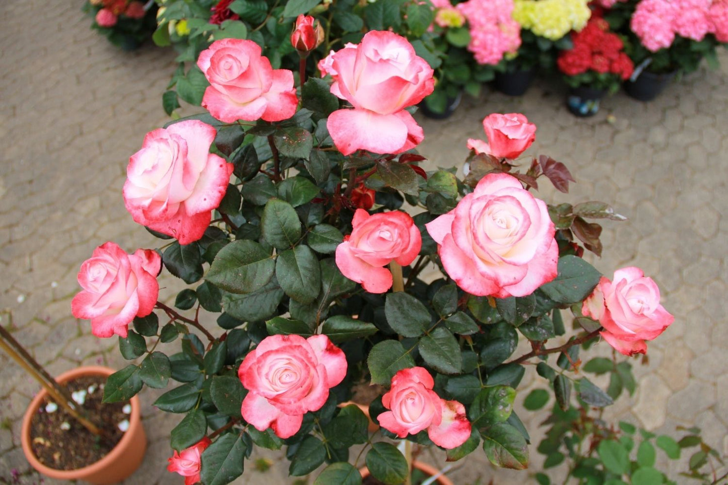 Rose 'Nostalgie' (Edelrose)