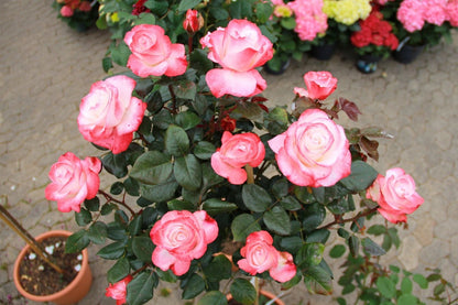 Rose 'Nostalgie' (Edelrose)