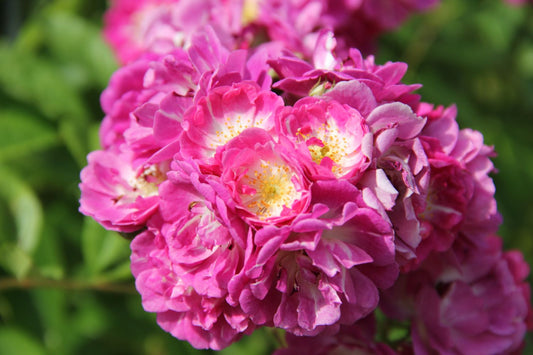 Rose 'Perennial Blue' Rambler