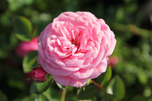 Rose 'Starlet Rose Eva' Kletterrose