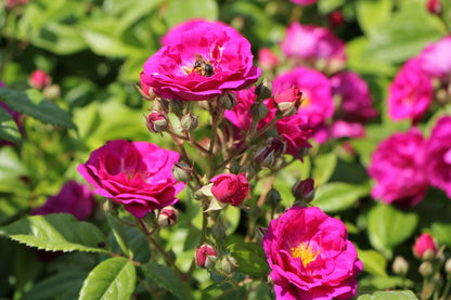 Rose 'Starlet Rose Lola (Luisa)' (Kletterrose)