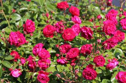 Rose 'Starlet Rose Lola (Luisa)' (Kletterrose)