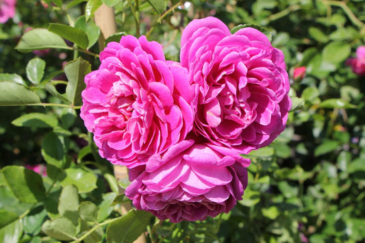 Rose 'Starlet Rose Melina' Kletterrose