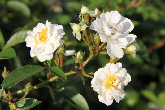 Rose 'Guirlande d'Amour' Rambler