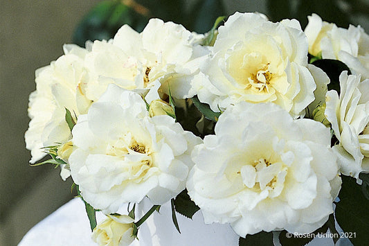 Rose 'Princess of Wales' Strauchrose