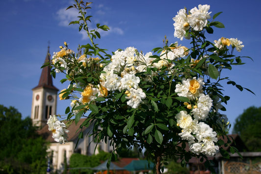 Rose 'Christine Hélène' Rambler