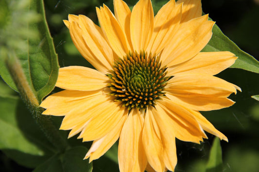 Echinacea 'Aloha' ® Scheinsonnenhut