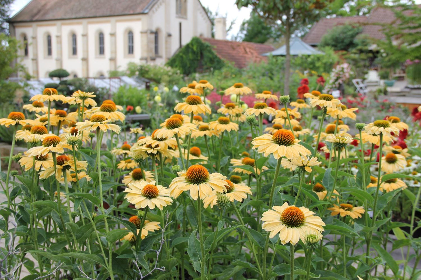 Echinacea 'Aloha' ® (Scheinsonnenhut)