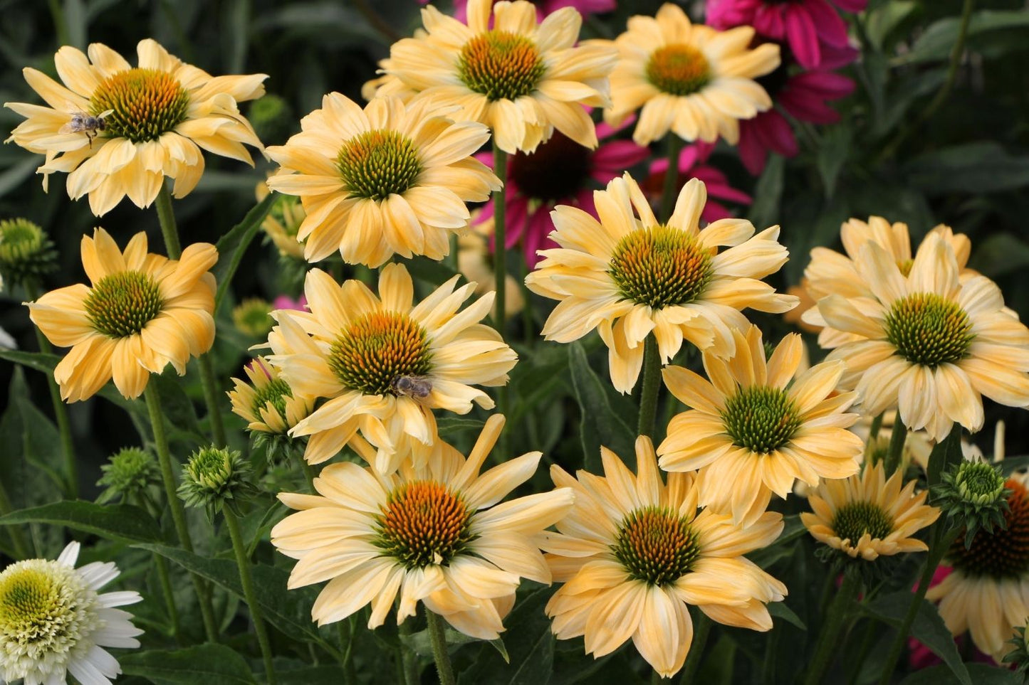 Echinacea 'Aloha' ® (Scheinsonnenhut)