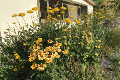 Echinacea 'Aloha' ® (Scheinsonnenhut)