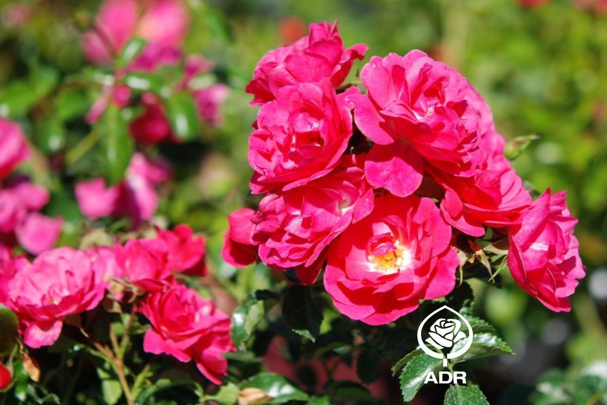 Rose 'Heidetraum' Bodendeckerrose