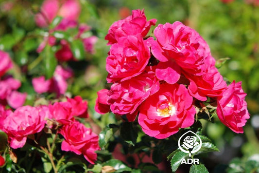 Rose 'Heidetraum' Bodendeckerrose