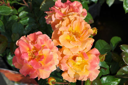 Rose 'Westzeit' (Beetrose)