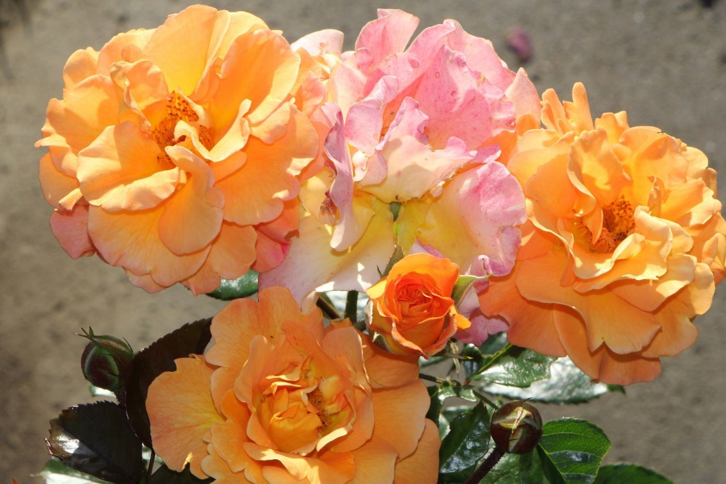 Rose 'Westzeit' (Beetrose)