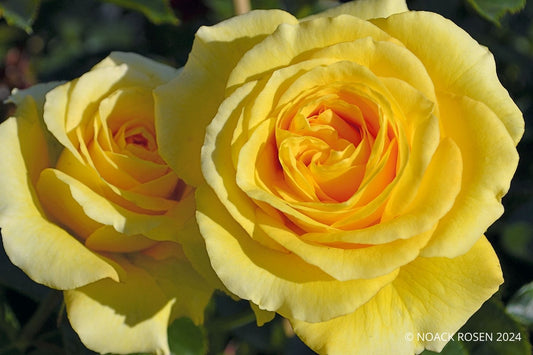 Rose 'Sommergold' Kletterrose