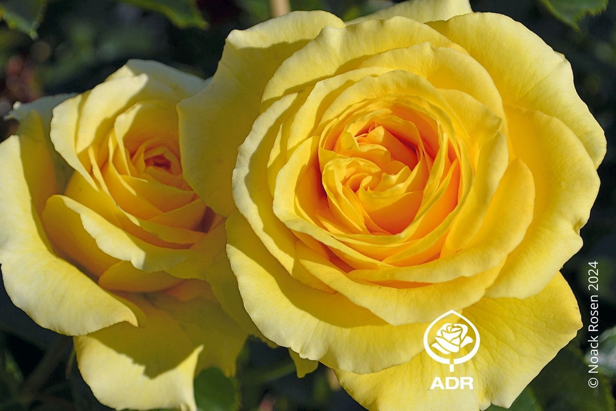 Rose 'Sommergold' Kletterrose