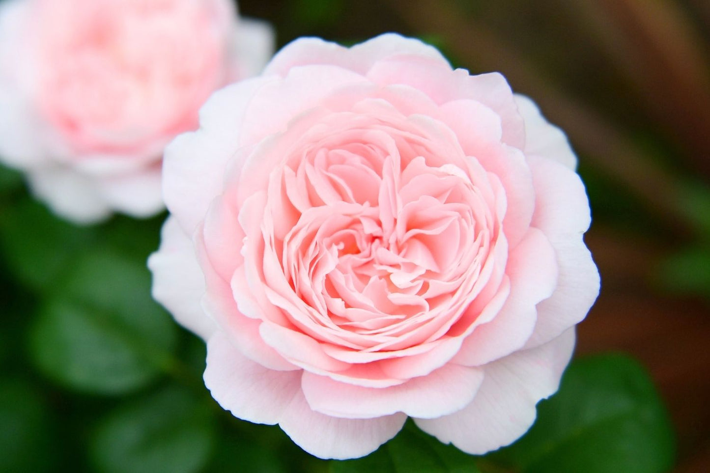 Rose 'The Albrighton Rambler' Ramblerrose