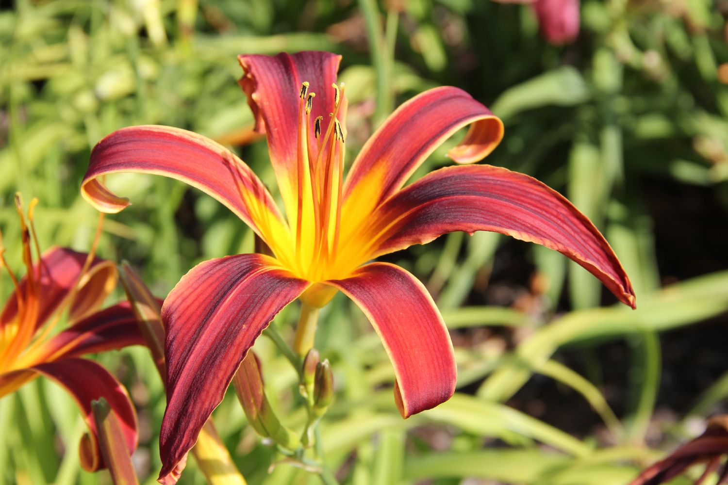 Hemerocallis 'Aabachee' Großblumige Taglilie