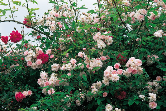 Rose 'Paul's Himalayan Musk' Rambler