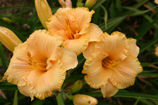 Hemerocallis 'Spacecoast Tiny Perfection' Miniaturblütige Taglilie