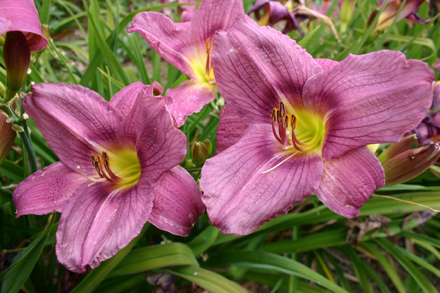 Hemerocallis 'Allen Wild' Großblumige Taglilie