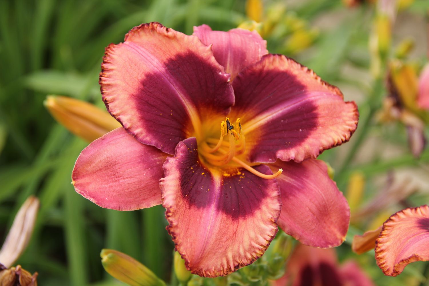 Hemerocallis 'Mask of Time' Großblumige Taglilie