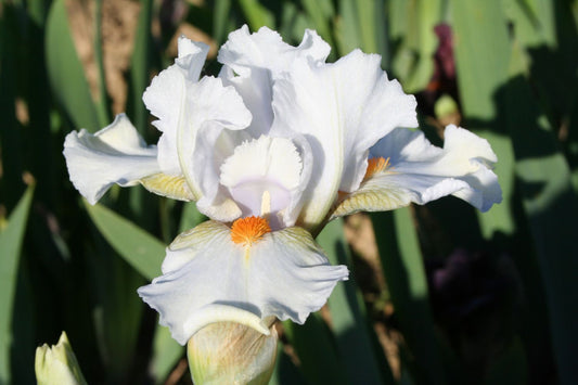 Iris Barbata-Media 'I'll Be Back' Mittelhohe Bartschwertlilie