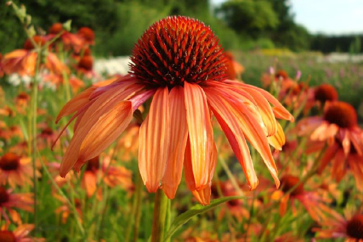 Echinacea 'Orange Passion' ® Scheinsonnenhut