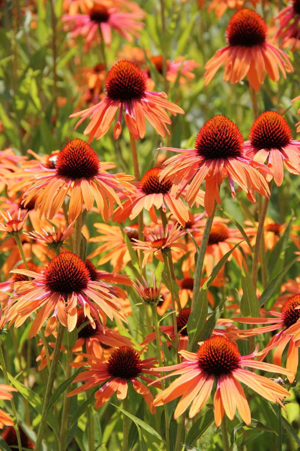 Echinacea 'Orange Passion' ® (Scheinsonnenhut)
