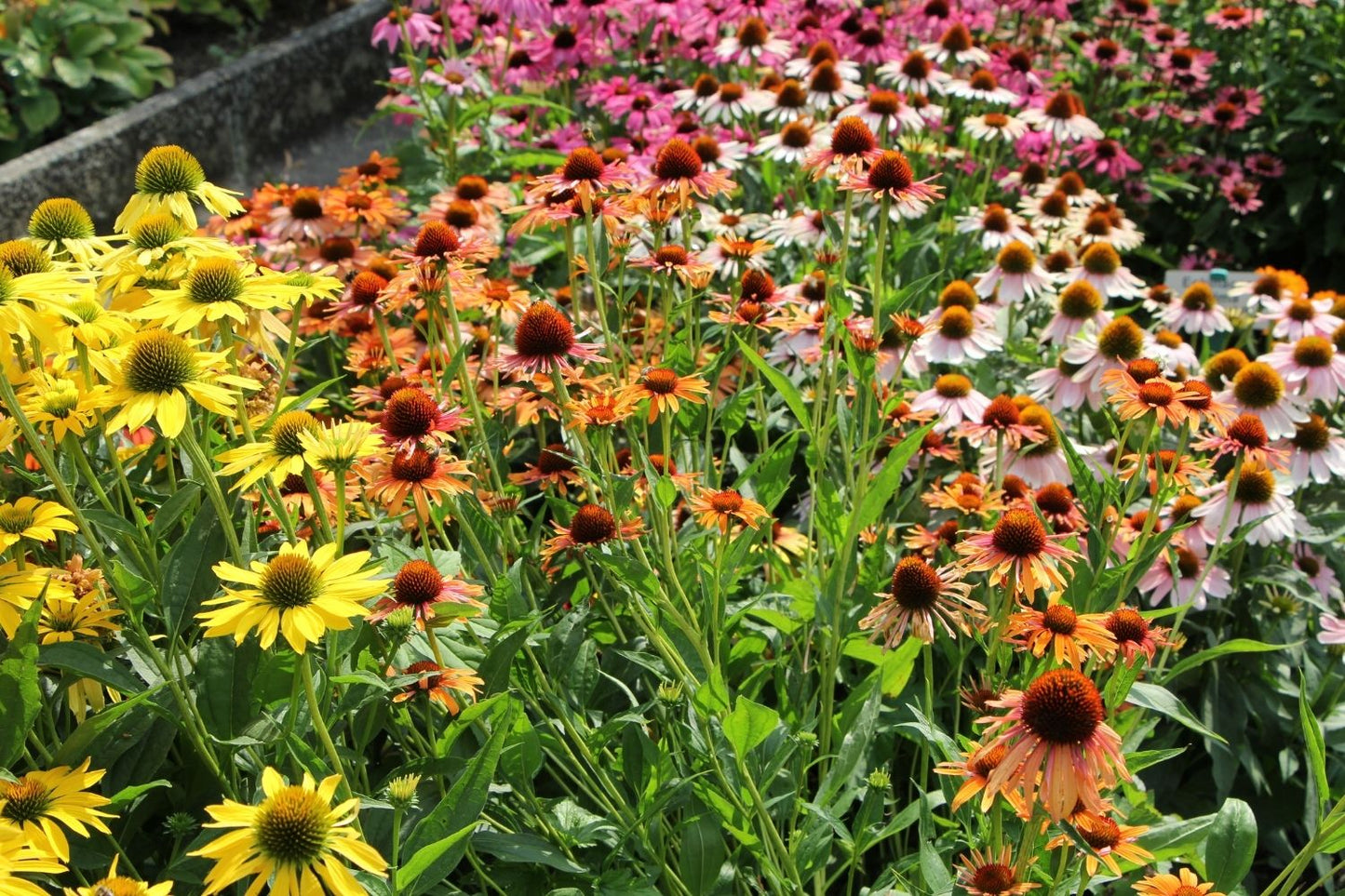 Echinacea 'Orange Passion' ® (Scheinsonnenhut)