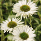 Echinacea 'Virgin' (Scheinsonnenhut)