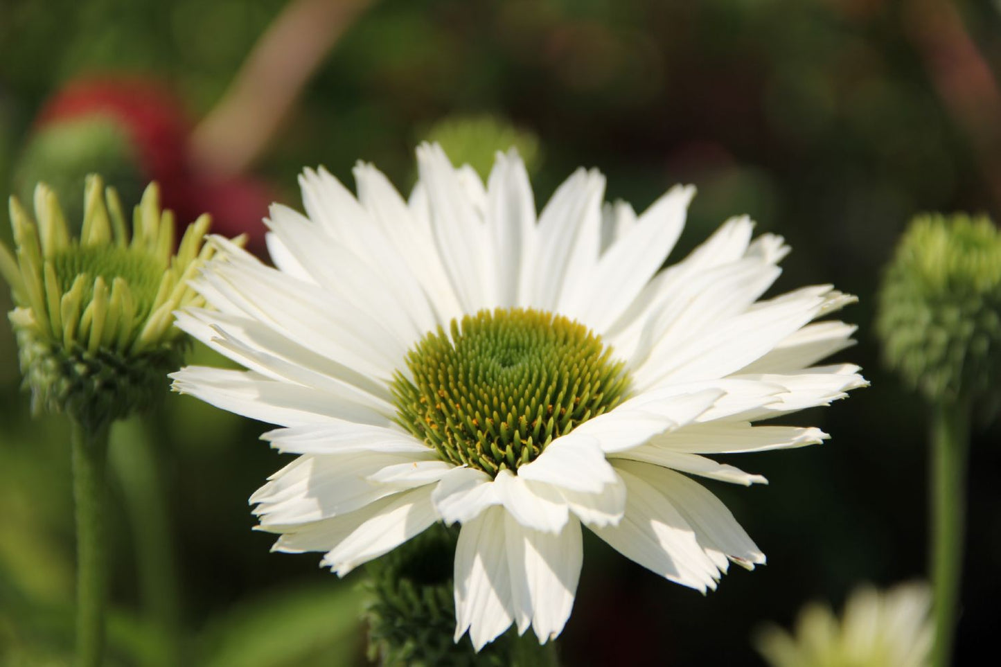 Echinacea 'Virgin' ® Scheinsonnenhut