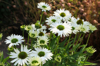 Echinacea 'Virgin' ® (Scheinsonnenhut)