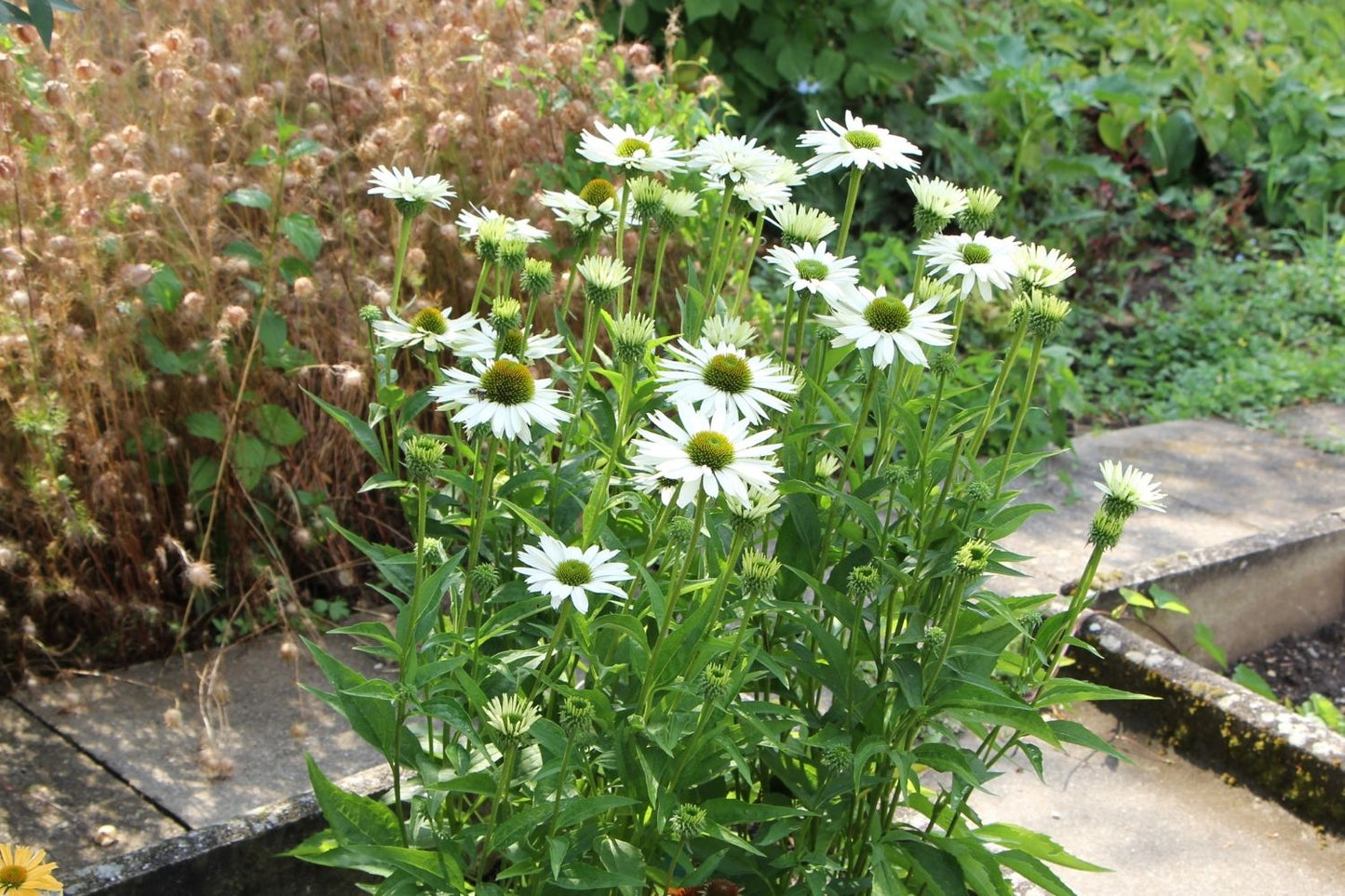 Echinacea 'Virgin' ® (Scheinsonnenhut)